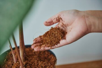 Hybrid Coco Farming: A Sustainable Approach to Modern Agriculture