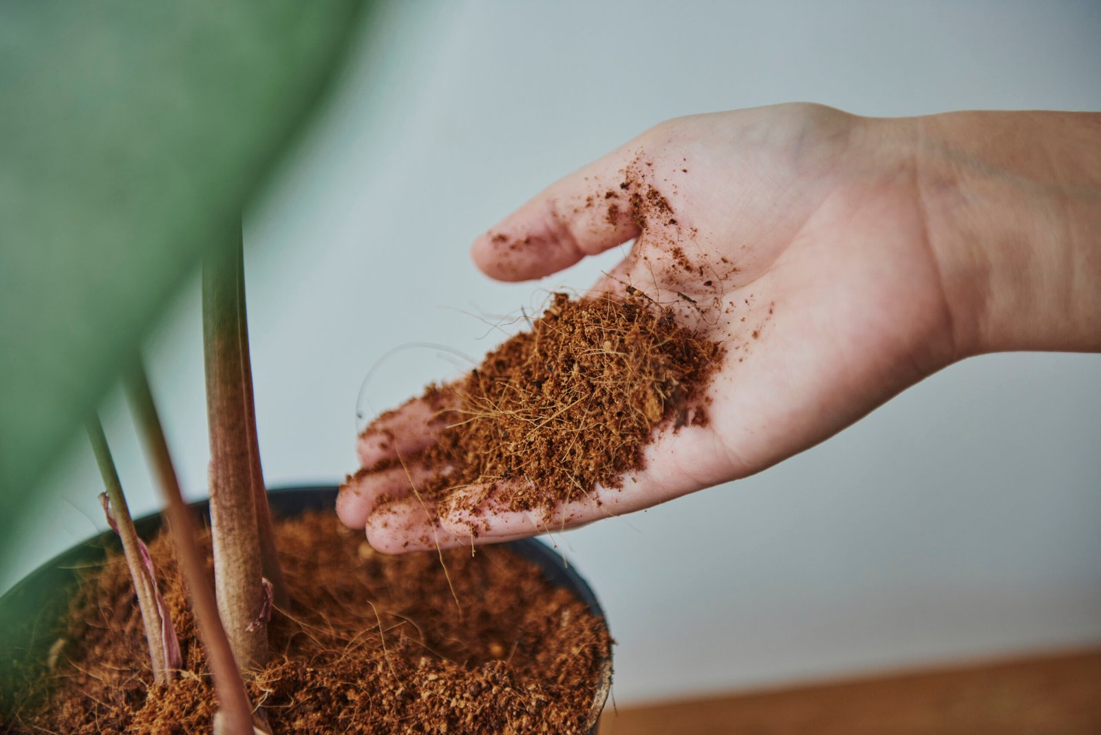 Hybrid Coco Farming: A Sustainable Approach to Modern Agriculture
