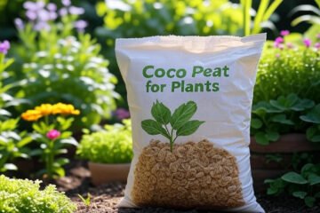 Coco peat for plants