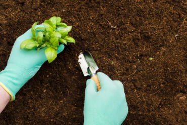 What is Coco Peat?