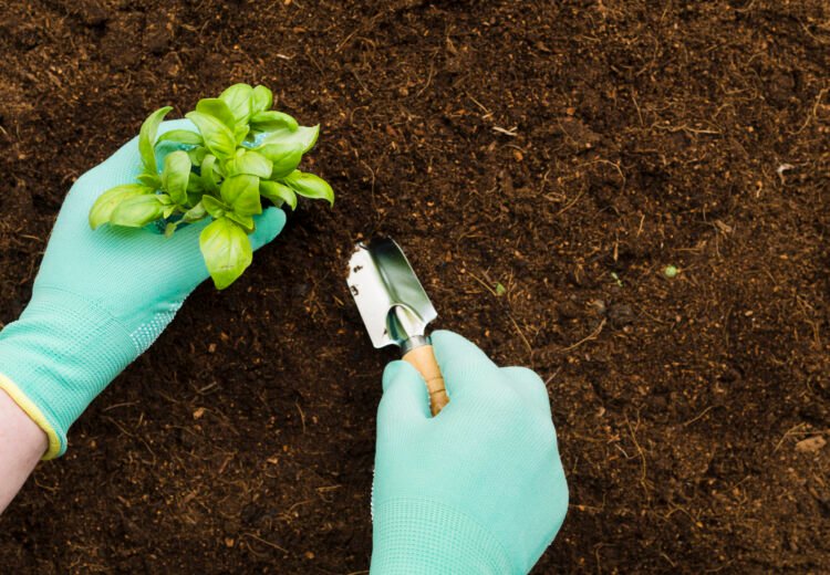 What is Coco Peat?