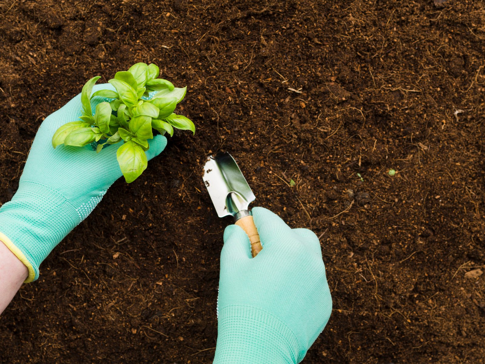 What is Coco Peat?